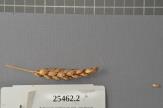 Click for 1 image(s) for this accession. Spike